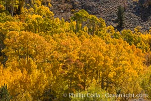 Turning aspen trees in Autumn, South Fork of Bishop Creek Canyon, Bishop Creek Canyon, Sierra Nevada Mountains