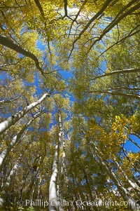 Aspen trees display Eastern Sierra fall colors, Lake Sabrina, Bishop Creek Canyon, Populus tremuloides, Bishop Creek Canyon, Sierra Nevada Mountains