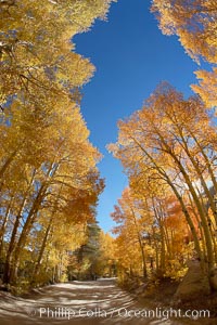 Aspen trees displaying fall colors rise above a High Sierra road near North Lake, Bishop Creek Canyon, Populus tremuloides, Bishop Creek Canyon, Sierra Nevada Mountains