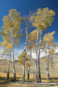 Aspens turning yellow in fall, Lamar Valley, Yellowstone National Park, Wyoming