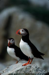 Atlantic puffin, mating coloration, Fratercula arctica, Machias Seal Island