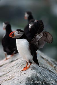 Atlantic puffin, mating coloration, Fratercula arctica, Machias Seal Island