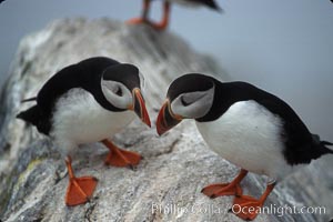 Atlantic puffin, mating coloration, Fratercula arctica, Machias Seal Island