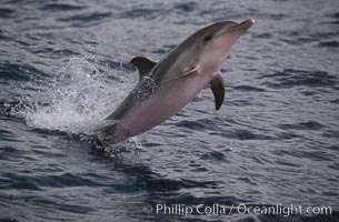 Atlantic spotted dolphin, Stenella frontalis, Sao Miguel Island