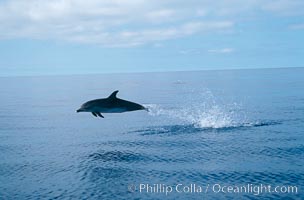 Atlantic spotted dolphin, Stenella frontalis, Sao Miguel Island