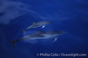 Atlantic spotted dolphin, Stenella frontalis, Sao Miguel Island