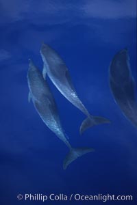 Atlantic spotted dolphin, Stenella frontalis, Sao Miguel Island