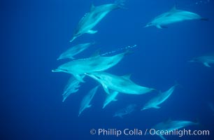 Atlantic spotted dolphin, Stenella frontalis, Sao Miguel Island