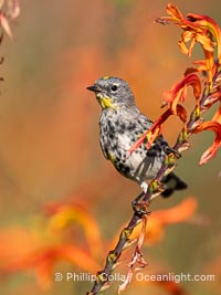 Audobon's Yellow-Rumped Warbler in Flowering Aloe, Coast Walk, La Jolla, Setophaga audoboni