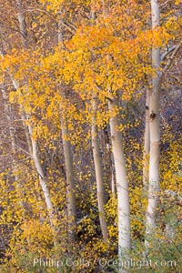 Fall colors and turning aspens, eastern Sierra Nevada, Populus tremuloides, Bishop Creek Canyon Sierra Nevada Mountains