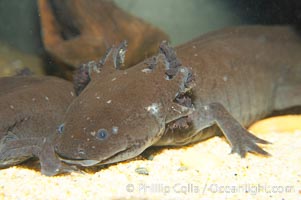 Axolotl.  Axolotls are neotenic, which means they attain reproductive maturity while still in their larval form.  Axolotls are extremely endangered in the wild and protected by law, Ambystoma mexicanum