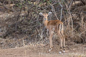 Baby impala, Meru National Park, Kenya, Aepyceros melampus