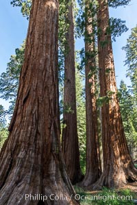 The Bachelor and Three Graces giant sequoia trees. Giant sequoia trees (Sequoiadendron giganteum), roots spreading outward at the base of each massive tree, rise from the shaded forest floor. Mariposa Grove, Yosemite National Park