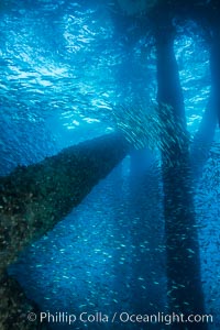 Bait fish schooling underneath Oil Rig Elly, Long Beach, California