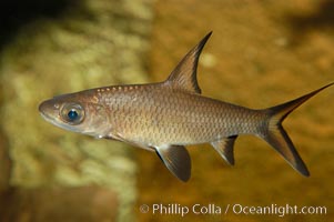 Bala shark, a freshwater fish native to the rivers of Thailand, Borneo and Sumatra, grows to about 14 inches long, Balantiocheilus melanopterus