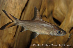 Bala shark, a freshwater fish native to the rivers of Thailand, Borneo and Sumatra, grows to about 14 inches long, Balantiocheilus melanopterus