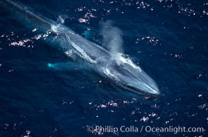 Blue whale, exhaling at surface, Baja California, Balaenoptera musculus