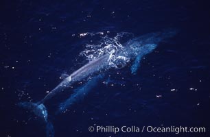 Blue whale mother and calf,  Baja California (Mexico), Balaenoptera musculus