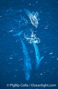 Blue whales: mother/calf pair w/ adult,  Baja California (Mexico), Balaenoptera musculus