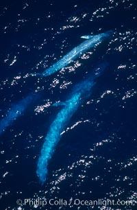 Four blue whales (including calf) socializing,  Baja California (Mexico), Balaenoptera musculus