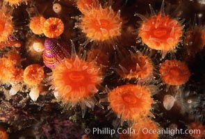 Orange cup coral, Balanophyllia elegans, Monterey, California