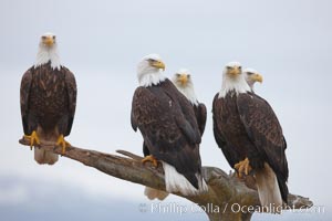 Five bald eagles stand together on wooden perch, Haliaeetus leucocephalus, Haliaeetus leucocephalus washingtoniensis, Kachemak Bay, Homer, Alaska