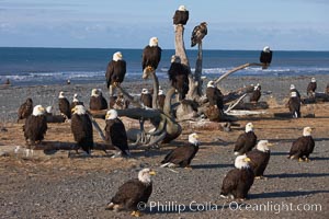 30 bald eagles, part of a group of several hundred, perch on driftwood and stand on the ground waiting to be fed frozen herring as part of the Homer "Eagle Lady's" winter eagle feeding program, Haliaeetus leucocephalus, Haliaeetus leucocephalus washingtoniensis, Kachemak Bay