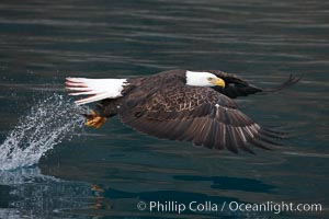 Bald eagle makes a splash while in flight as it takes a fish out of the water, Haliaeetus leucocephalus, Haliaeetus leucocephalus washingtoniensis, Kenai Peninsula, Alaska