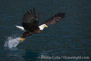 Bald eagle makes a splash while in flight as it takes a fish out of the water, Haliaeetus leucocephalus, Haliaeetus leucocephalus washingtoniensis, Kenai Peninsula, Alaska