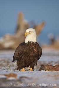 Bald eagle, standing on snow-covered ground, other bald eagles in the background, Haliaeetus leucocephalus, Haliaeetus leucocephalus washingtoniensis, Kachemak Bay, Homer, Alaska