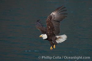 Bald eagle in flight over water, wings raised, talons hanging, Haliaeetus leucocephalus, Haliaeetus leucocephalus washingtoniensis, Kenai Peninsula, Alaska