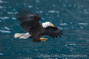 Bald eagle in flight spreads its wings and raises its talons as it prepares to grasp a fish out of the water, Haliaeetus leucocephalus, Haliaeetus leucocephalus washingtoniensis, Kenai Peninsula, Alaska