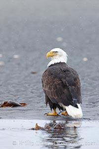 Bald eagle on tide flats, forages in tide waters on sand beach, snow falling, Haliaeetus leucocephalus, Haliaeetus leucocephalus washingtoniensis, Kachemak Bay, Homer, Alaska