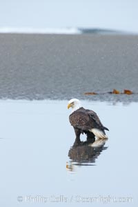 Bald eagle forages on sand, in tide waters on sand beach, snow falling, Haliaeetus leucocephalus, Haliaeetus leucocephalus washingtoniensis, Kachemak Bay, Homer, Alaska