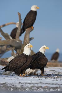 Several bald eagles stand on snow covered ground or drift wood, Haliaeetus leucocephalus, Haliaeetus leucocephalus washingtoniensis, Kachemak Bay, Homer, Alaska