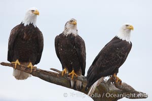 Three bald eagles stand together on wooden perch, Haliaeetus leucocephalus, Haliaeetus leucocephalus washingtoniensis, Kachemak Bay, Homer, Alaska