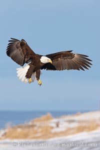 Bald eagle in flight over snow-dusted beach, Kachemak Bay, Haliaeetus leucocephalus, Haliaeetus leucocephalus washingtoniensis, Homer, Alaska