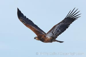 Juvenile bald eagle in flight, first year plumage coloration, wings raised, brown beak.  Immature coloration showing white speckling on feathers, Haliaeetus leucocephalus, Haliaeetus leucocephalus washingtoniensis, Kachemak Bay, Homer, Alaska