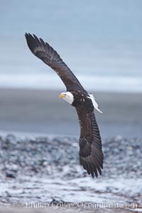 Bald eagle in flight, snow covered beach and Kachemak Bay in background, Haliaeetus leucocephalus, Haliaeetus leucocephalus washingtoniensis, Homer, Alaska
