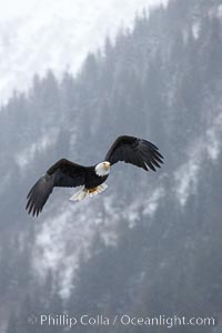 Bald eagle in flight, snow falling, trees and Kenai Mountains in background, Haliaeetus leucocephalus, Haliaeetus leucocephalus washingtoniensis, Kenai Peninsula, Alaska