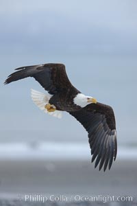 Bald eagle in flight, banking, wings spread, above  beach and Kachemak Bay in background, Haliaeetus leucocephalus, Haliaeetus leucocephalus washingtoniensis, Homer, Alaska