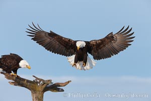 Bald eagle in flight, spreads its wings wide to slow before landing on a wooden perch, Haliaeetus leucocephalus, Haliaeetus leucocephalus washingtoniensis, Kachemak Bay, Homer, Alaska