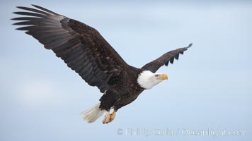 Bald eagle in flight, wing spread, soaring, Haliaeetus leucocephalus, Haliaeetus leucocephalus washingtoniensis, Kachemak Bay, Homer, Alaska