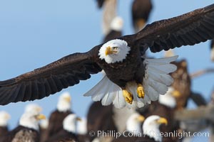 Bald eagle in flight, closeup, flying just over the ground with many bald eagles visible in the background, Haliaeetus leucocephalus, Haliaeetus leucocephalus washingtoniensis, Kachemak Bay, Homer, Alaska