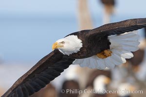 Bald eagle in flight, closeup, flying just over the ground with many bald eagles visible in the background, Haliaeetus leucocephalus, Haliaeetus leucocephalus washingtoniensis, Kachemak Bay, Homer, Alaska