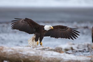 Bald eagle in flight, snow covered beach and Kachemak Bay in background, Haliaeetus leucocephalus, Haliaeetus leucocephalus washingtoniensis, Homer, Alaska