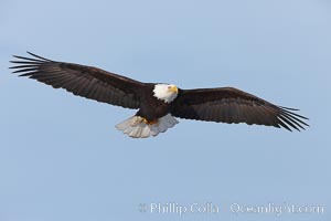 Bald eagle in flight, wing spread, soaring, Haliaeetus leucocephalus, Haliaeetus leucocephalus washingtoniensis, Kachemak Bay, Homer, Alaska