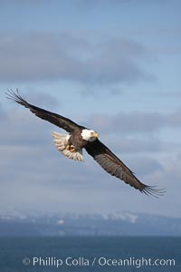 Bald eagle in flight, banking over Kachemak Bay, Haliaeetus leucocephalus, Haliaeetus leucocephalus washingtoniensis, Homer, Alaska