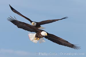 Two bald eagles in flight, wings spread, soaring, aloft, Haliaeetus leucocephalus, Haliaeetus leucocephalus washingtoniensis, Kachemak Bay, Homer, Alaska