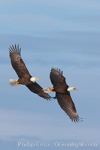 riding on the wings of an eagle spiritaul artclip